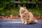 Lonely homeless furry red cat sitting on the street and looking with pride, adorable outdoor pet portrait