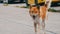 Lonely homeless white-and-brown dog runs through the streets of the city in Asia