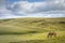 Lonely horse at clear sky, Rio Grande do Sul pampa landscape - Southern Brazil