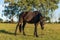 Lonely horse eating tender pastures in the field of Argentina