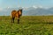 Lonely horse on a green meadow horizon with distant snowy peak mountains. Wide endless landscape with morning sunlight.