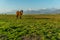 Lonely horse on a green meadow horizon with distant snowy peak mountains. Wide endless landscape with morning sunlight.