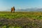 Lonely horse on a green meadow horizon with distant snowy peak mountains. Wide endless landscape with morning sunlight.