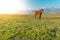 Lonely horse on a green meadow horizon with distant snowy peak mountains. Wide endless landscape with morning sunlight.