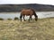 Lonely horse in Patagonia prairies.