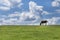 A lonely horse stands on the grassland under the sky.