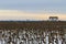 Lonely house in the field of sunflowers