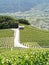 Lonely house in the vineyards of saillon