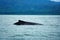 Lonely humpback whale back in Corcovado National Park of Costa Rica