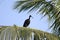 A lonely ibis on a coconut tree in a village. This big beaked bird is fully black and majestic looking