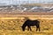 Lonely Icelandic horse