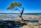 Lonely isolated mangrove tree on the beach Queensland coastline Australia