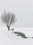 Lonely isolated tree sits on snowy hill top on clear day