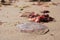 Lonely jellyfish on the sandy beach