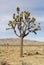 Lonely Joshua tree in dry desert
