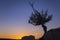 Lonely Juniper tree silhouette in Utah Park at peaceful dawn , United States