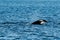 Lonely killer whale swimming in blue sea