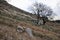 Lonely lamb grazes on a snowless winter hillside against a blurred background