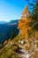 Lonely larch tree sunlit in julian alps