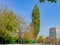 A Lonely Large Poplar Rises Above the Square and Its Surroundings by More Than Thirty Meters