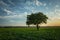 Lonely large tree growing in a beetroot field