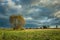 Lonely large tree growing on a green meadow