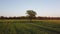 Lonely large tree grows in field