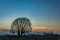 Lonely large tree without leaves after sunset