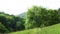 A lonely large tree with lush foliage at the edge of the forest on a hill.