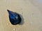 Lonely leaf-shaped seashell with fantastic purple and pink colors on sand beach