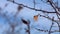 Lonely leaf on a tree branch, waving in the wind, cold winter weather, autumn garden, melancholy nature video