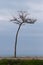 Lonely leafless tree by the sea