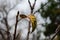 Lonely leaves of apple trees in the garden in late autumn.