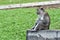 Lonely life of monkeys