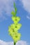 Lonely light green color gladiolus