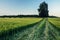 Lonely linden tree in the green wheat field during the summer, sunny day