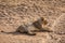 Lonely lion is lying in the African sun