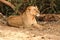 Lonely lion sitting in the forest taking a moment of relaxation during daytime