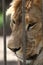 Lonely lion in zoo cage