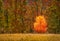 Lonely little birch against of autumn forest