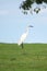 A lonely little egret standing and staring