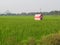 Lonely little pink house temple in green fields