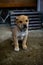 Lonely little puppy with sad eyes close-up outside near a wall of a house on a concrete looks aside. Hungry puppy. Abandoned dog i