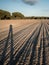 Lonely long human shadow at sunset