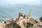 Lonely long tailed macaque monkey walking on the highest top of rock mountain