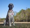 Lonely looking Great Dane purebred dog