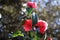 Lonely lovely beautiful pink rose in garden