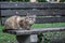 Lonely lovely multicolored cat sitting on a bench in spring park