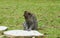 Lonely macaque monkey sitting on the big stone waiting his friend in the garden