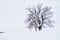 Lonely majestic oak tree in winter